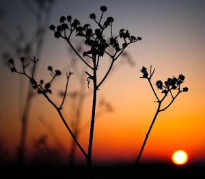 Lire la suite à propos de l’article Couché de soleil