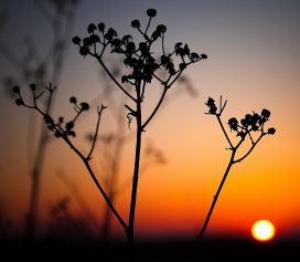 Couché de soleil